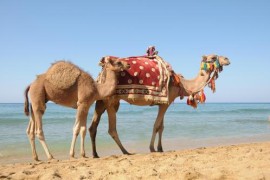 帝国时代4骆驼兵怕什么_帝国时代2骆驼兵