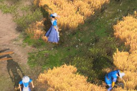 帝国时代4法国最后一关_帝国时代3法国无脑打法