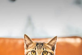 帝国时代4俄罗斯圣物_帝国时代圣物什么用