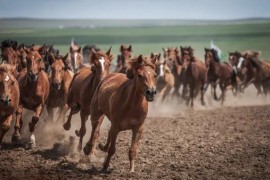 帝国时代4蒙古包_帝国时代2蒙古